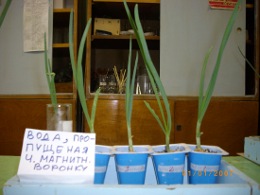 Влияние воды, обработанной различными способами, на рост лука-севка